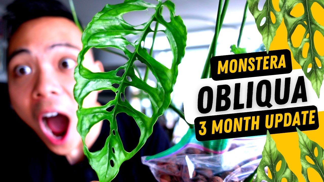 Monstera Obliqua 'Peru' 💚 3 Month Growth Update | Transferring to LECA 😍