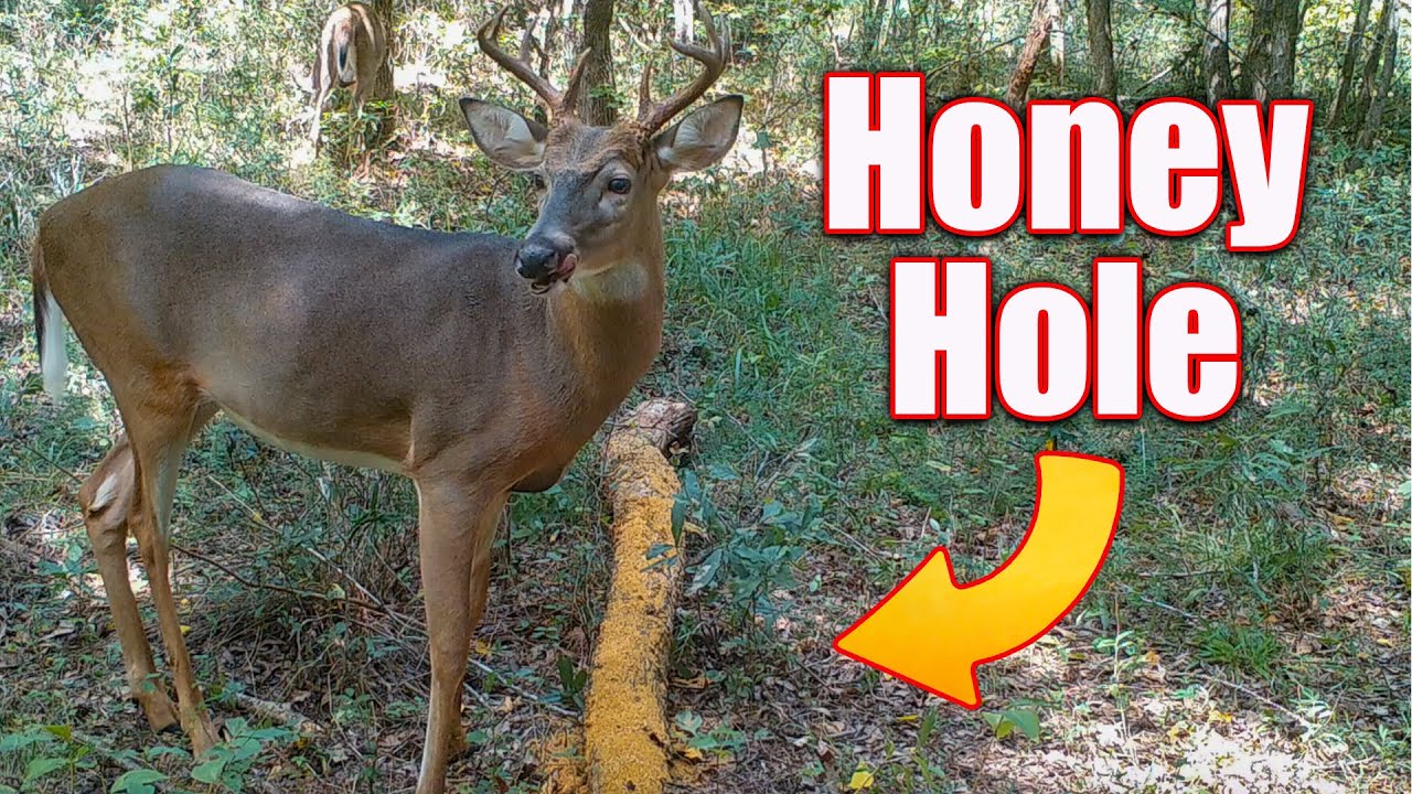 Deer Food Plot in the Woods