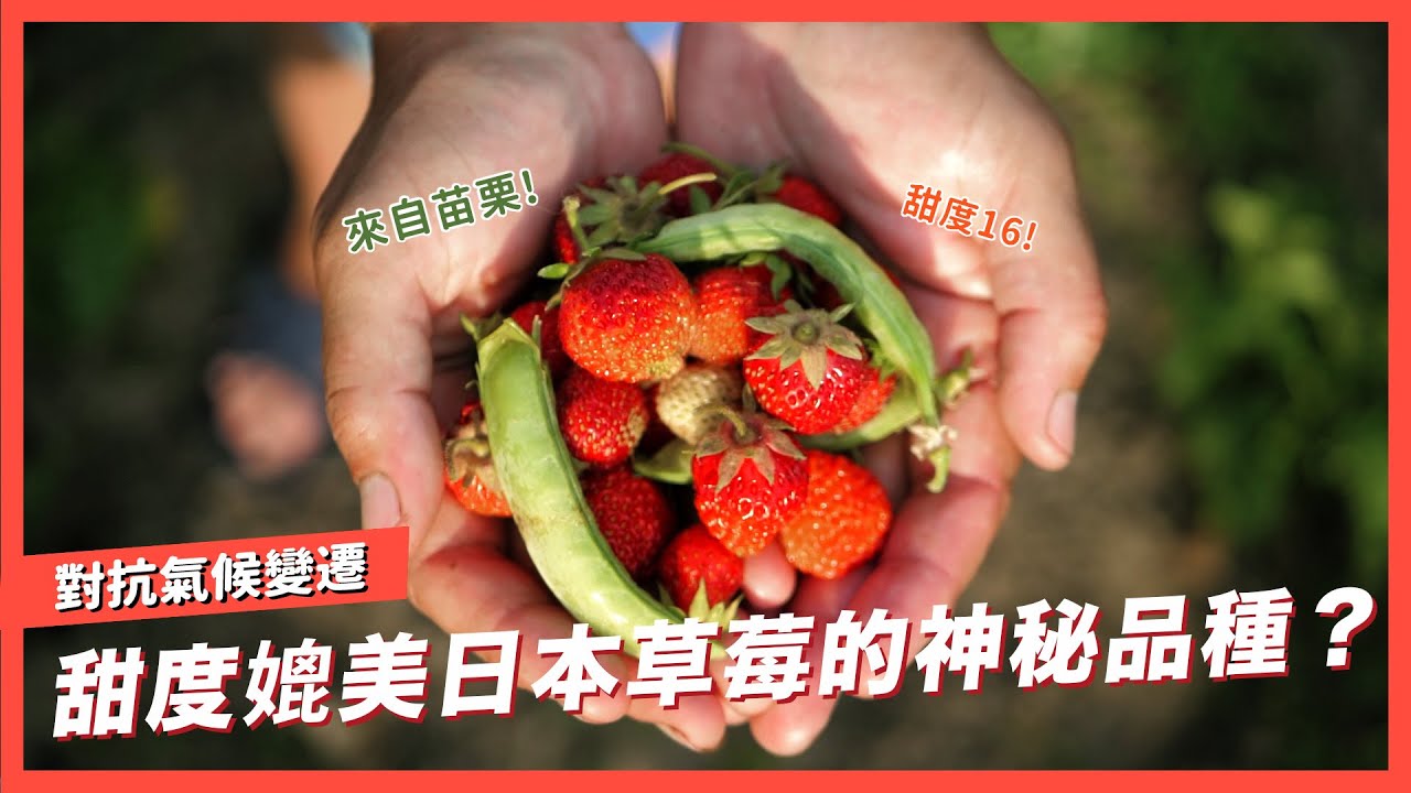 【苗栗草莓秘境】甜度不輸日本草莓！拯救大湖草莓產業，對抗氣候變遷的戀香草莓｜Greenvoice 綠之心EP2 ｜綠色和平台灣