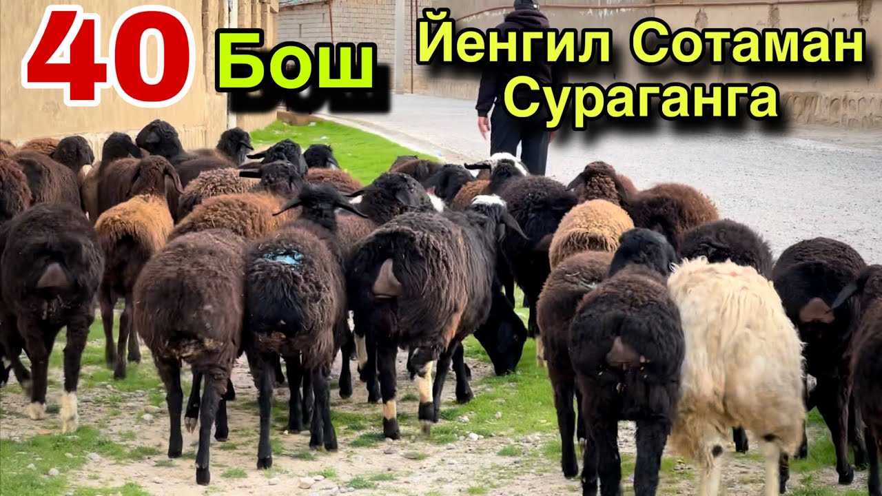 40 Бош Арзонига! ☎️+998 95 385 0022 ☎️+998 991434400