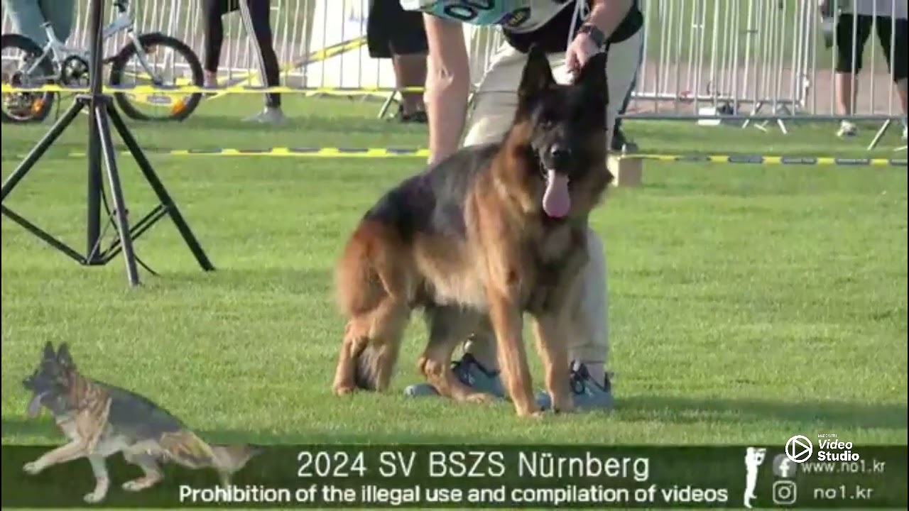 SV Bundessiegerzuchtschau 2024 Nürnberg ( BSZ ) -Part 1-