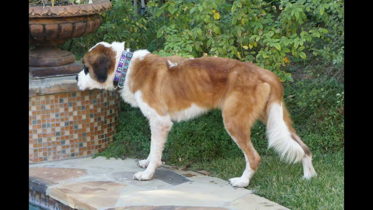 Sunny Saints Rescue: Have Hope