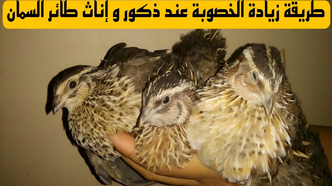 طريقة زيادة الخصوبة عند ذكور و إناث طائر السمان .