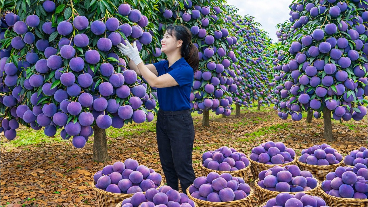 Harvesting Purple Peach & Go To Market Sell | The Fruit That Yields The Most Incredible Profits