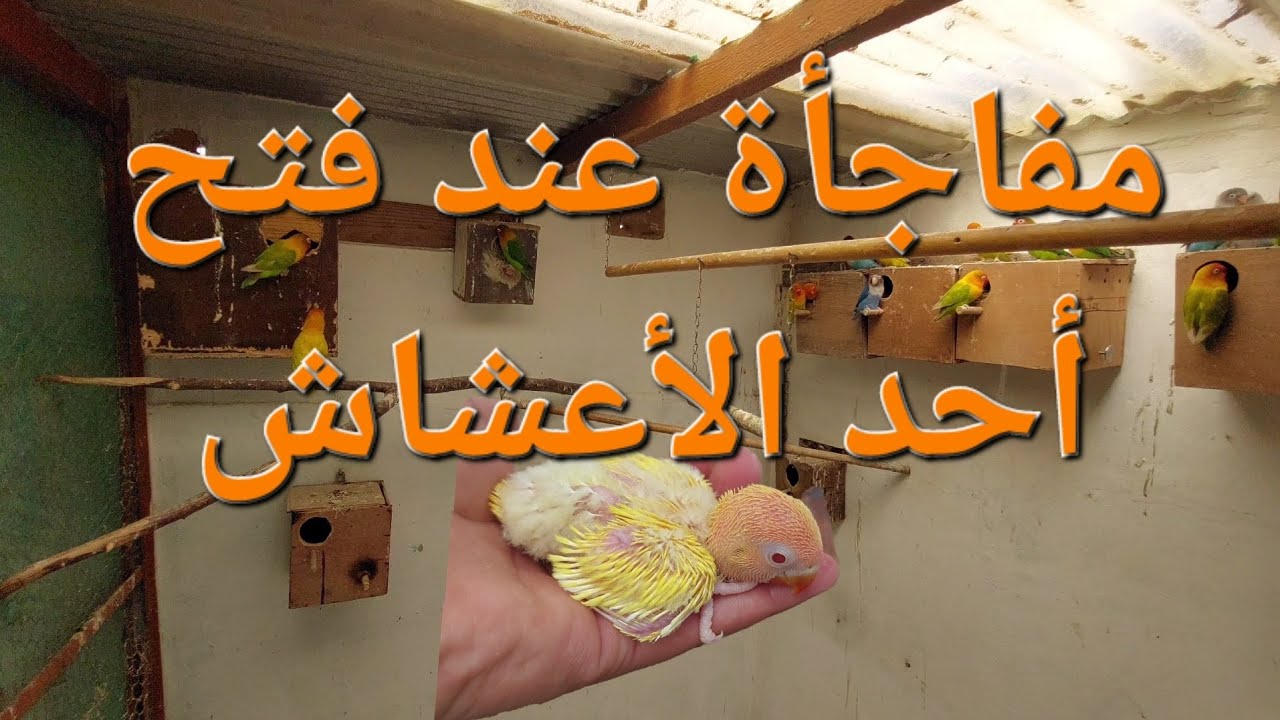فتح أعشاش طيور الحب، الفيشر ||les》inséparables ficher 《19/02