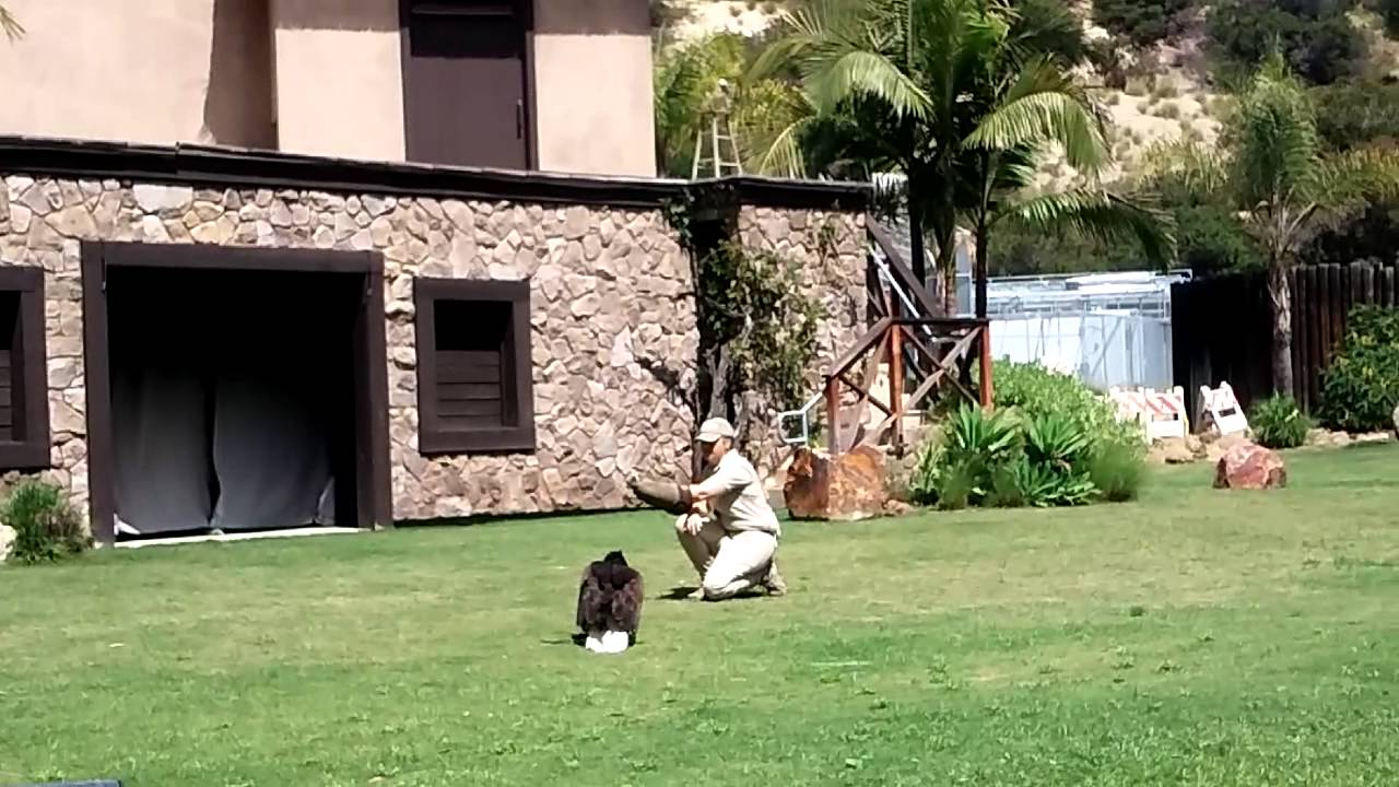 American bald eagle training l.a. zoo