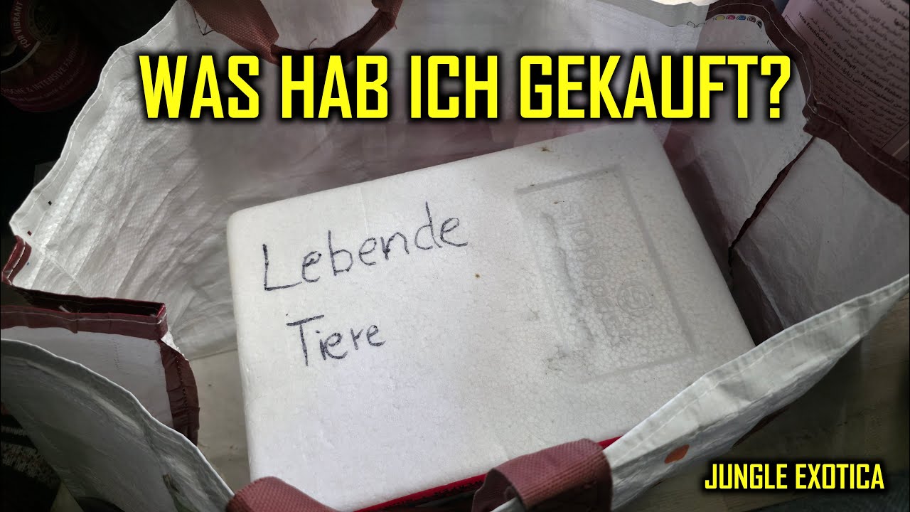 Haul von der Terraristik-B&ouml;rse in Schm&ouml;lln | Jungle Exotica