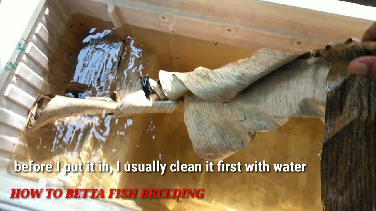 BENEFIT DRIED BANANA LEAVES FOR BETTA FISH FRY