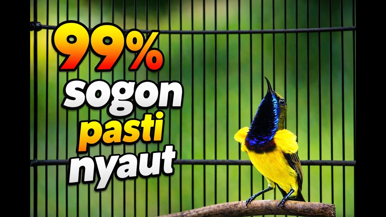 99% SOGON MU DIJAMIN  LANGSUNG BUNYI  GACOR DAN NGLEPER SUARA JERNIH VIDIO 4K