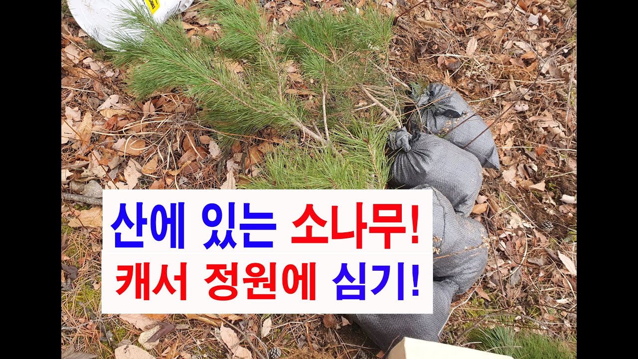 소나무묘목 굴취하여 나무심고 죽쑤기하고 마무리하기까지 전체영상 올립니다