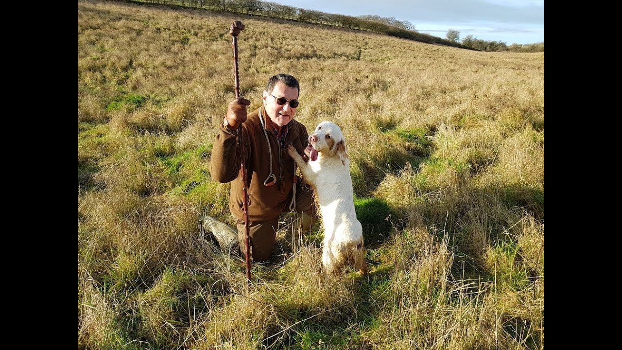 Working Clumber spaniel on Christmas morning hunt