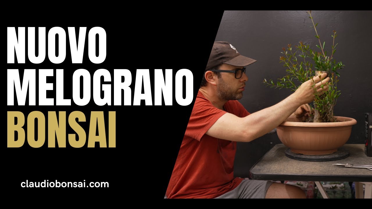 NUOVO MELOGRANO BONSAI