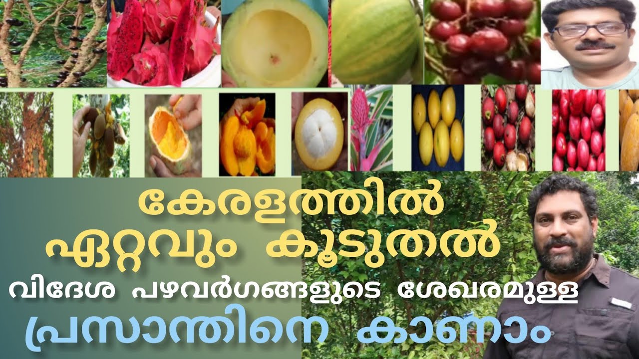 Exotic fruits-വിദേശപഴങ്ങളെപറ്റി കൂടുതൽ അറിയാം