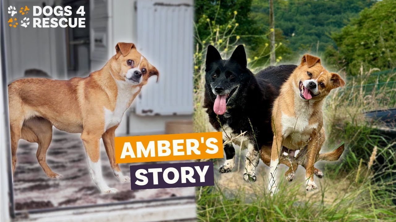 Amber's Story | The Rescue Lottery by Dogs 4 Rescue