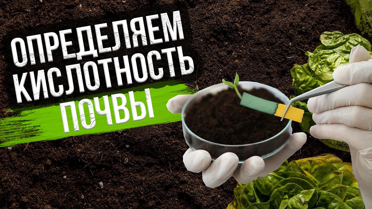 Как определить кислотность почвы
