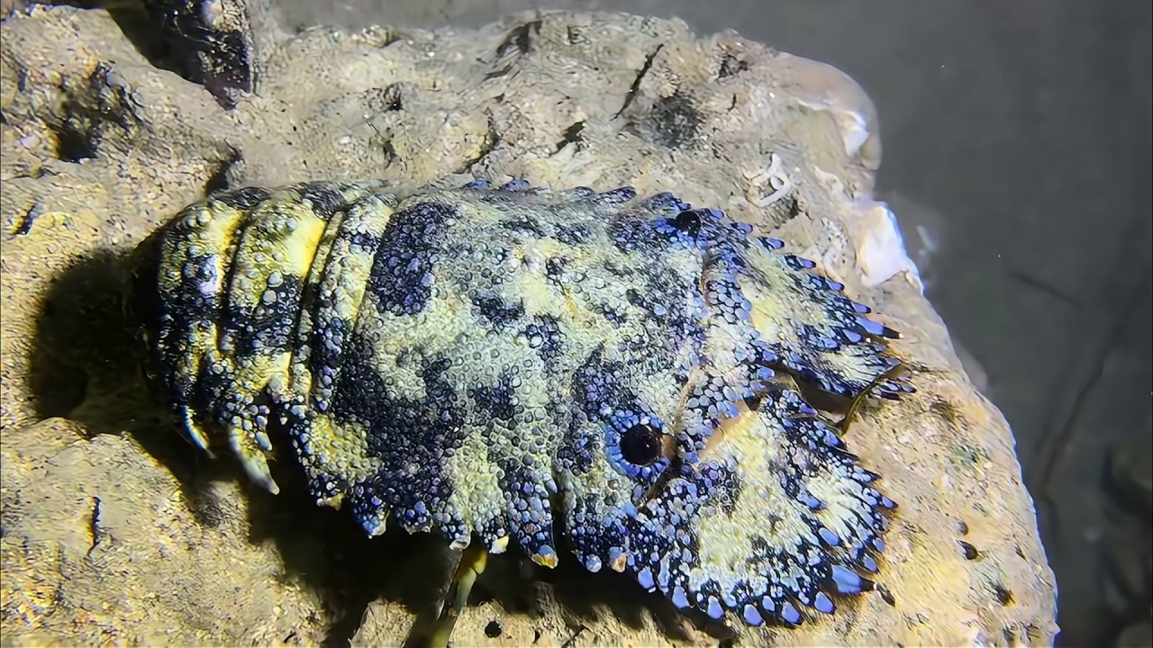 Live Stream 🟢 –Giant Lobster Hunt Tonight - Guess the Size！ #diving #fishing #seafood #shorts