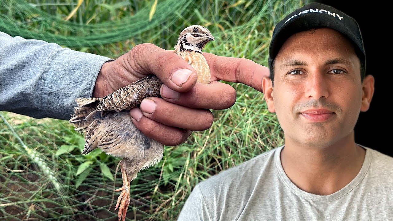 Traditional Quail Hunting with Net | Village Style Batair's Shikar