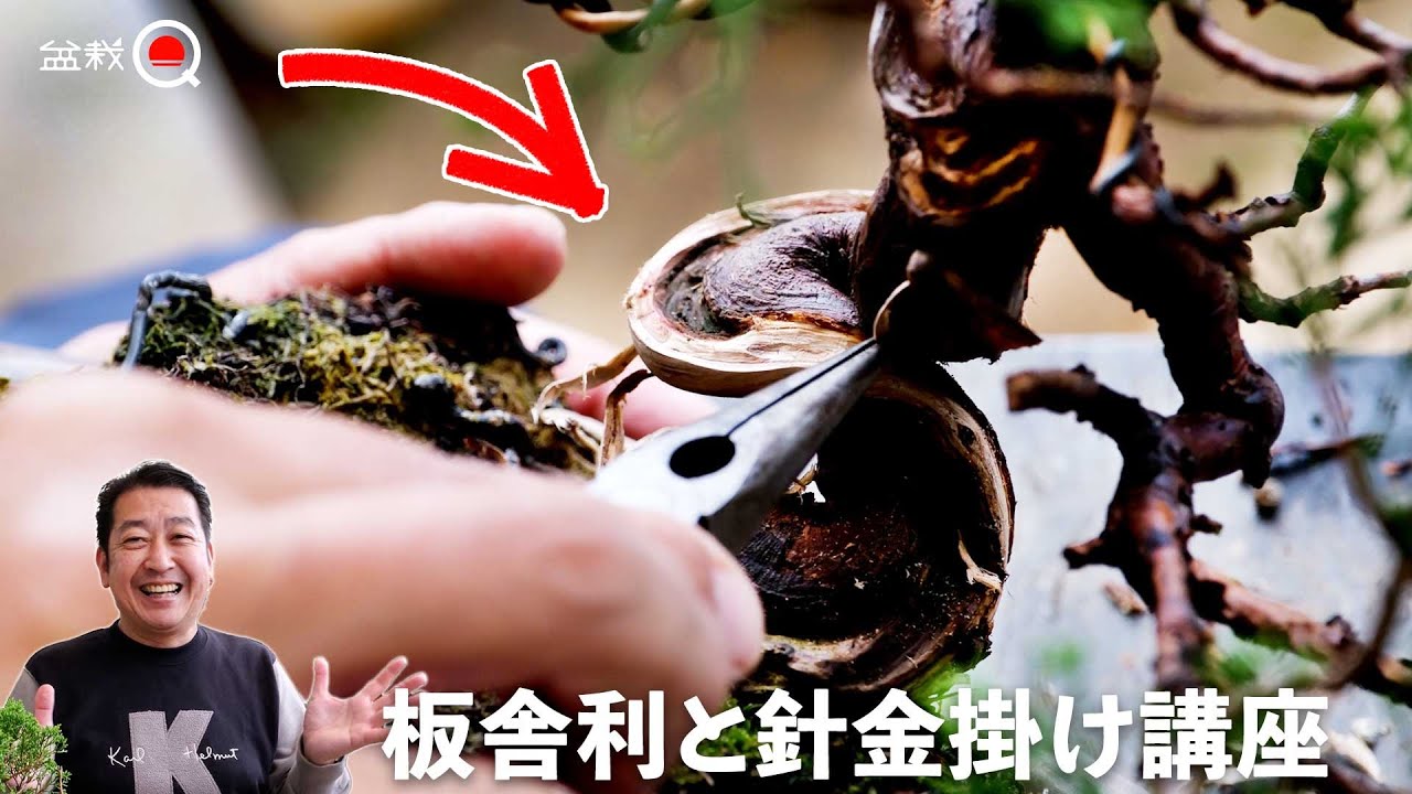 Как сделать доску-шари и полку из веток. [Bonsai Q]