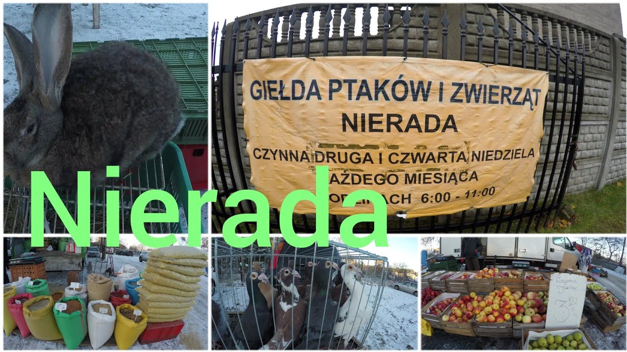Nierada giełda zwierząt I ptaków ozdobnych 5