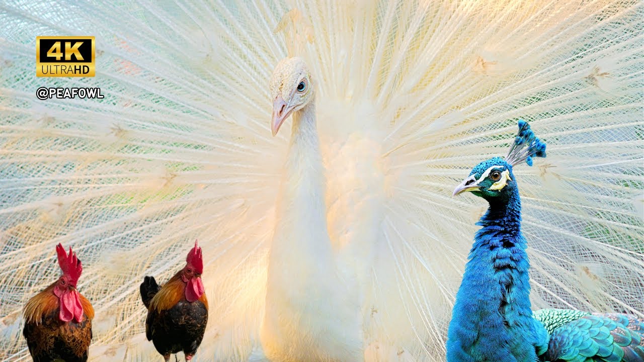 Rare White Peacock Hanging Out in Nature