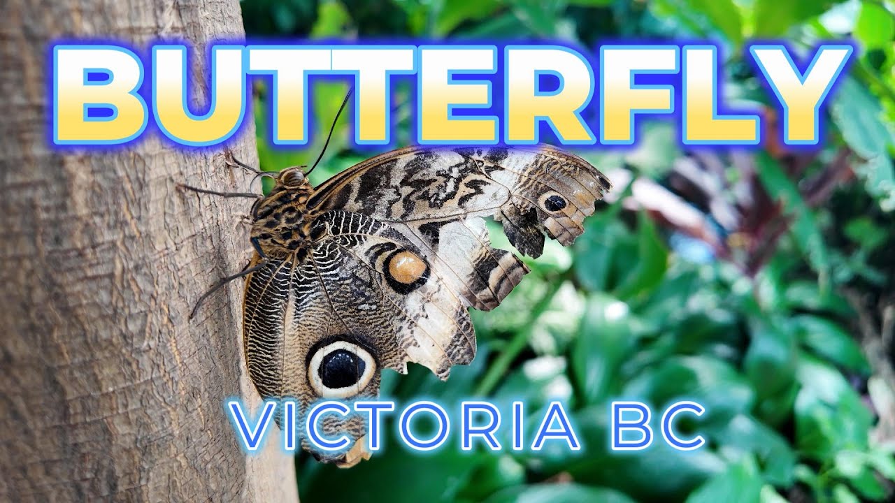 Victoria BC, Butterfly Sanctuary at Marami pang ibang Kulisap.