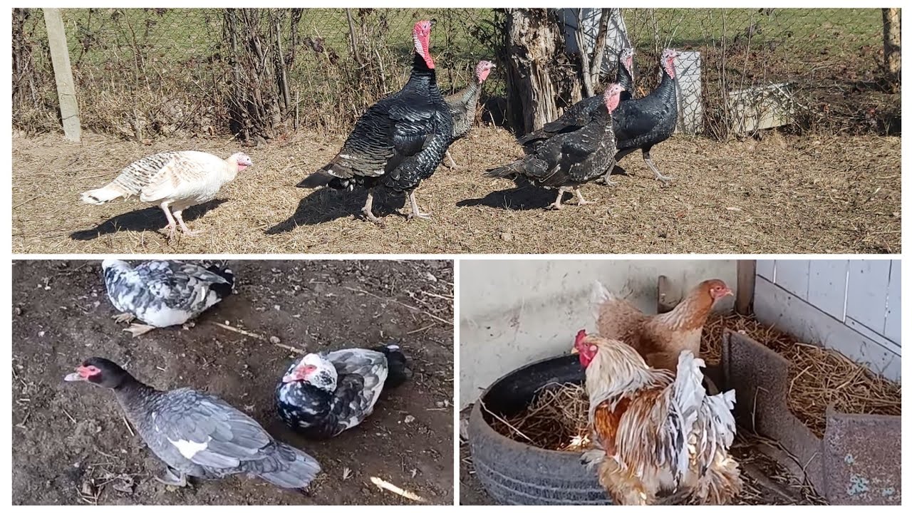 Hinduşkalar Cütlesdi❗Yeni Lal Ördek Ve Balaca Fereler Yumurtlamağa Basladi