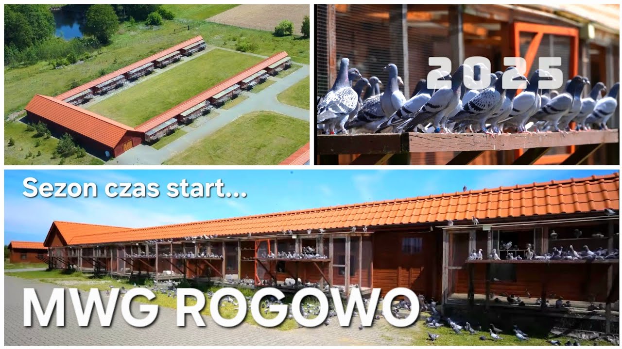 MWG ROGOWO 2025 - Przyjętych 4045 Gołębi 🏆