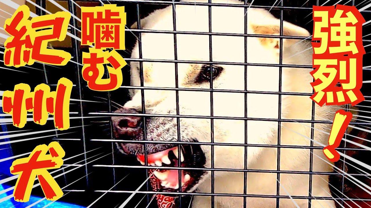 【凶暴犬】噛む紀州犬まずはクレートから出します👍メンバーシップ特別無料セッション（前編）