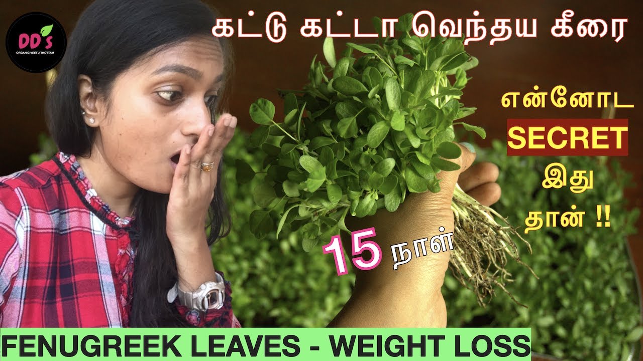vendhaya keerai valarpathu eppadi|How to grow fenugreek/methi/வெந்தயக்கீரை|maadi thottam