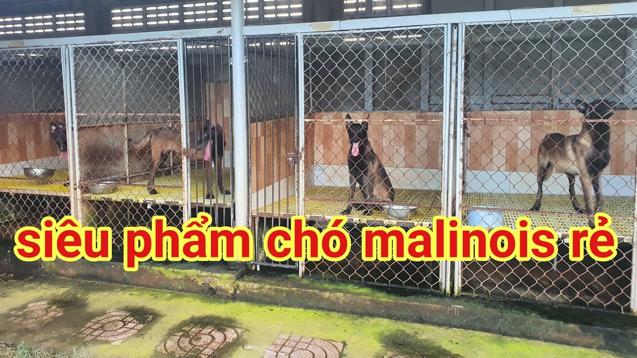 Bán chó malinois becgie bỉ giá rẻ 4triêu 0766778880