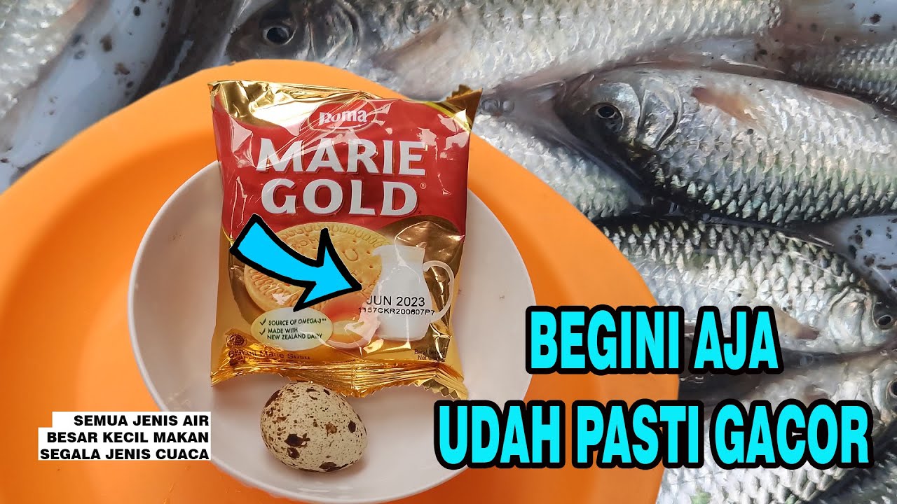 begini aja pasti GACOR, umpan dodol Marie Gold Semua jenis air, semua cuaca #microfishing