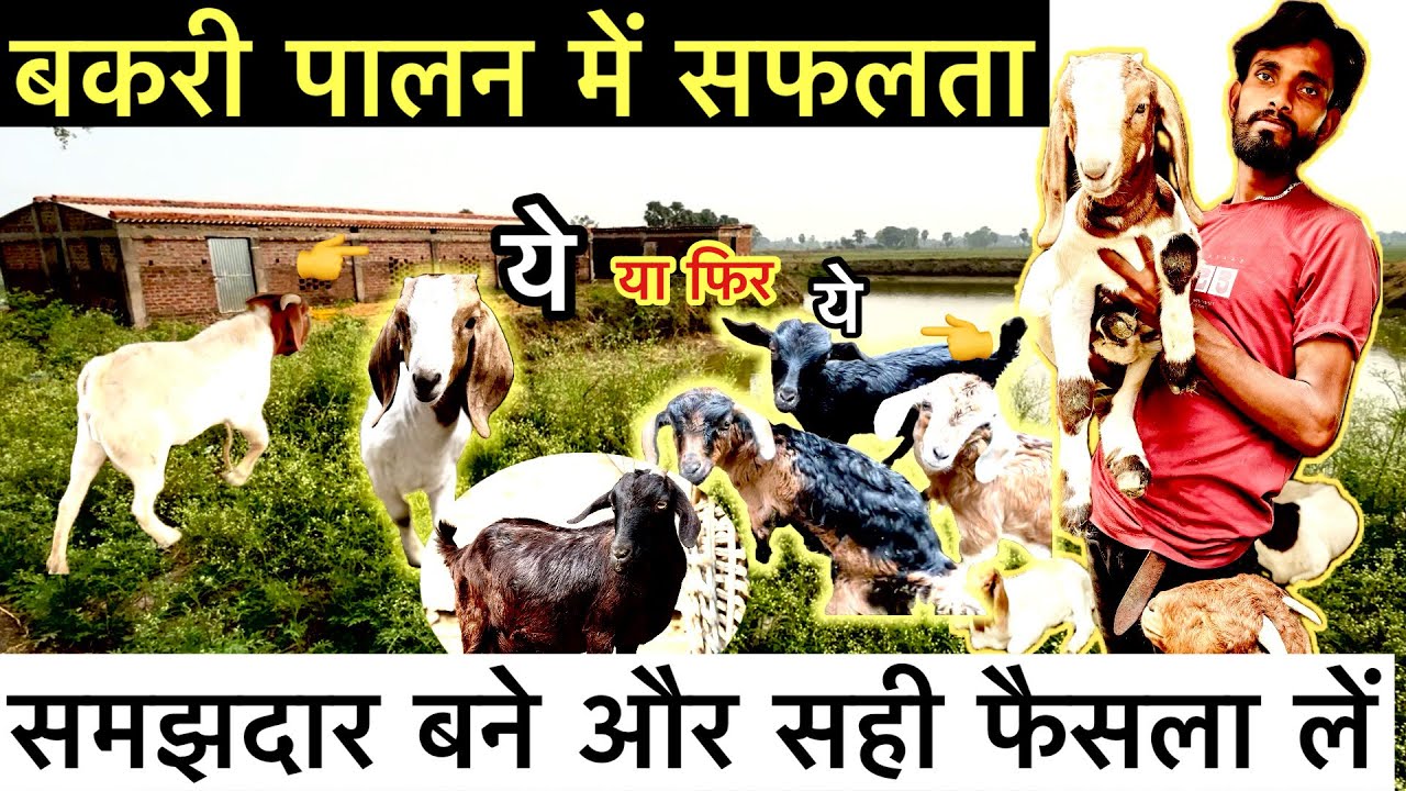 बकरी पालन में नुकसान का कारण आप खुद हैं || Goat Farming Business 