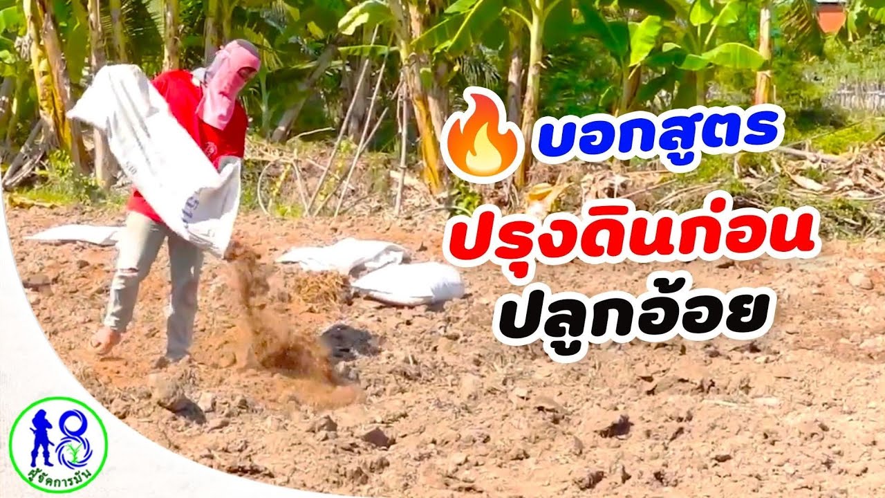 🔥บอกสูตรวิธีปรุงดินก่อนปลูกอ้อย2ไร่100ตันทำอย่างไร! สู้เท่าที่มี EP1| ผู้จัดการมัน 7 ธ.ค.2564