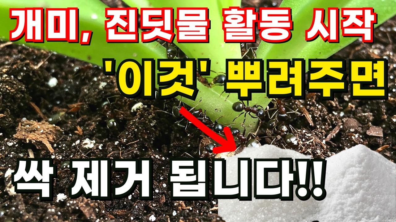 개미,진딧물 활동 시작! '이것' 뿌려주면 싹 제거 됩니다!!ㅣ진딧물이 생기는 범인은 바로 이것 #개미#천연살충제#진딧물#정원관리#텃밭#시골#귀농귀촌#전원주택#전원생활#시골부부