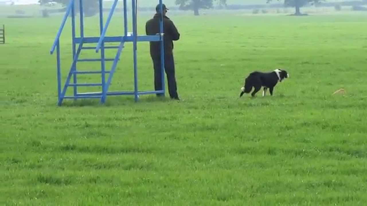 International Sheepdog Trials 2015 JP McGee's Glencregg Silver
