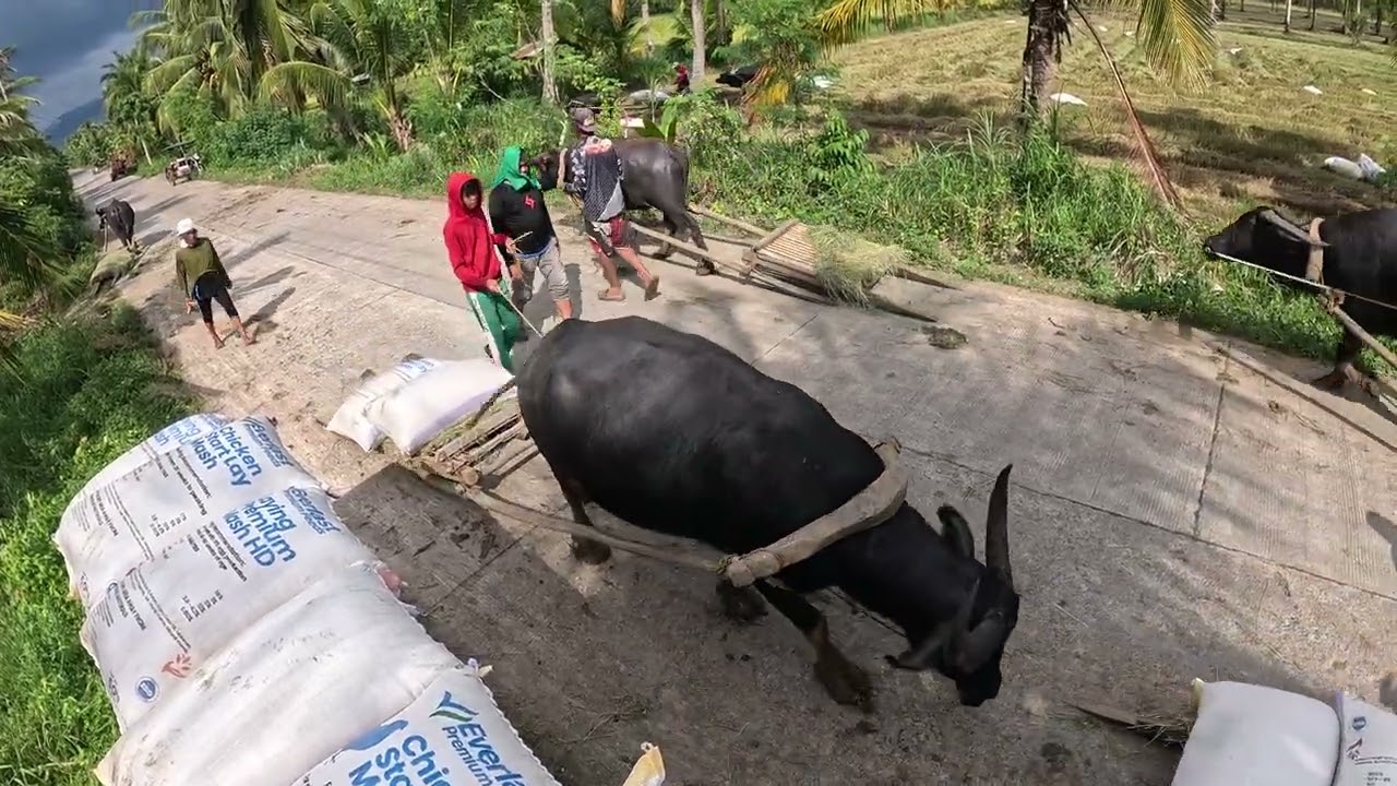 PHILIPPINE BUFFALO || CARABAO IN THE PHILIPPINES