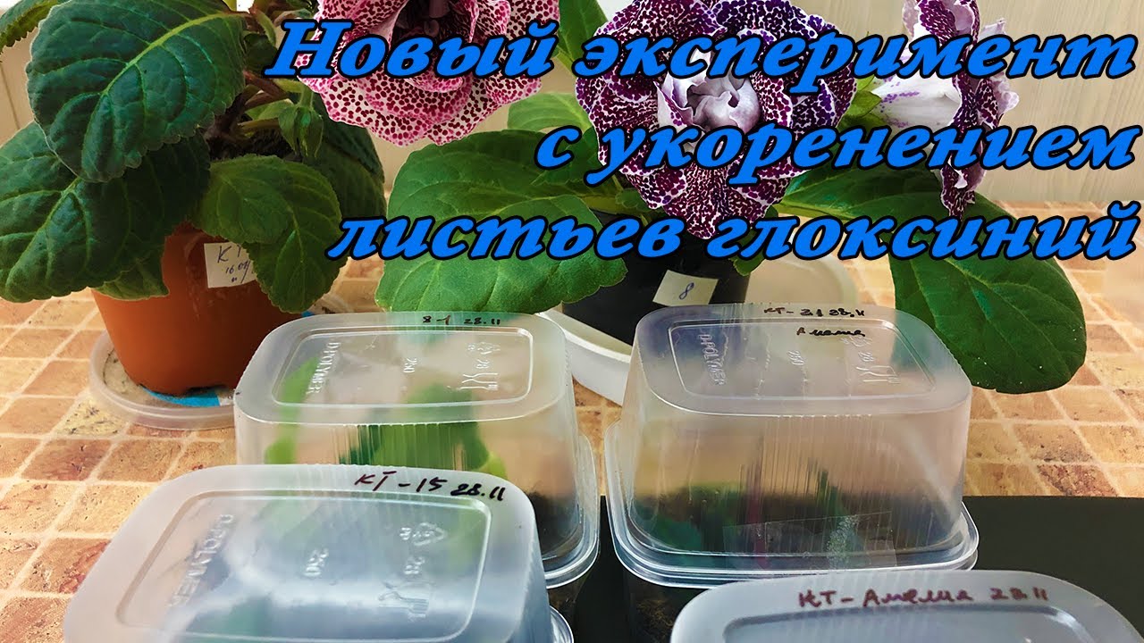 Эксперимент! Новый способ укоренения листиков глоксиний.