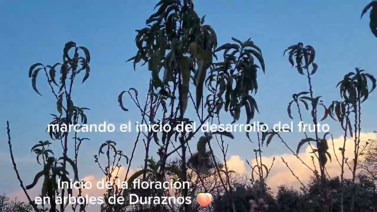 INICIO DE FLORACIÓN EN DURAZNO 🍑 