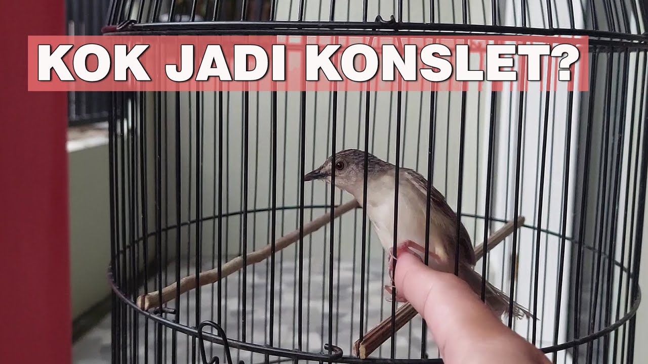 bongkar rawatan cigun agar gacor full ngebren