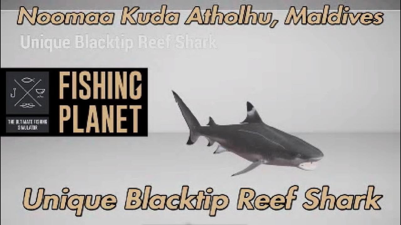 Уникальная черноперая рифовая акула Нумаа Куда Атолху Мальдивы Рыбалка Планета Путеводитель