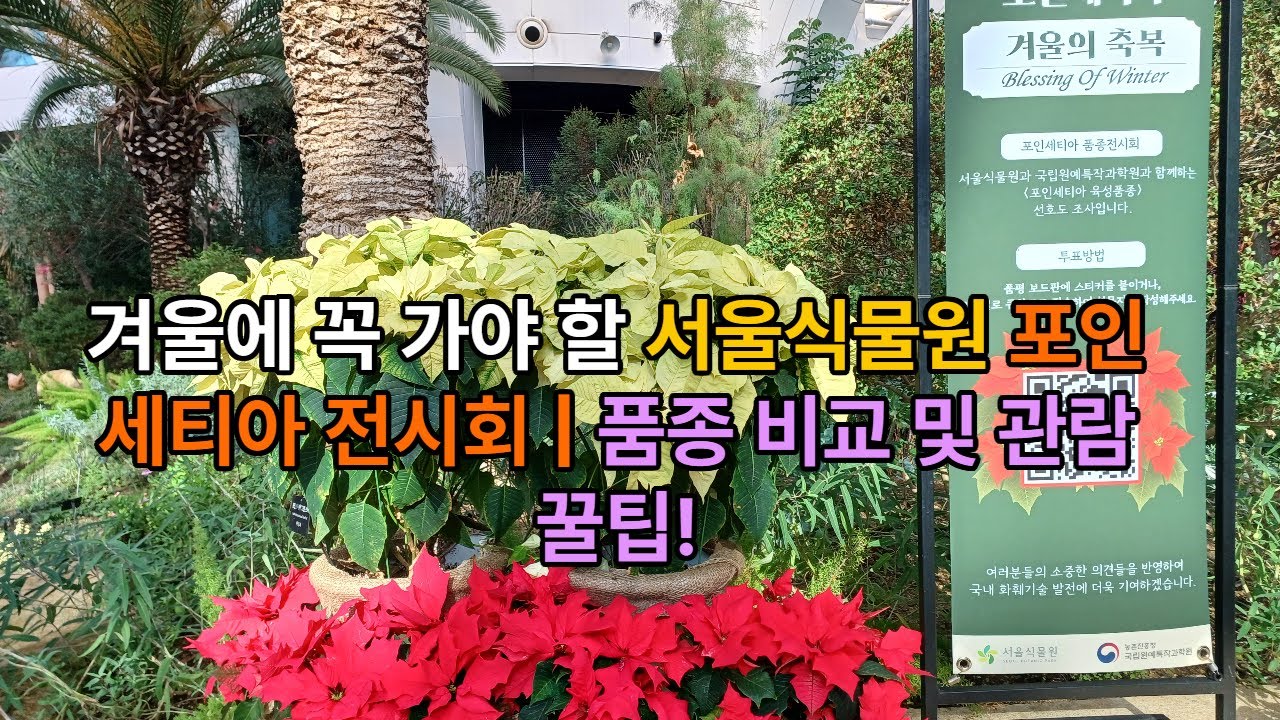 포인세티아가 빨간색만 있다고요? 서울식물원에서 만난 9가지 반전 매력 🎄 / 겨울에 꼭 가야 할 서울식물원 포인세티아 전시회 | 품종 비교 및 관람 꿀팁