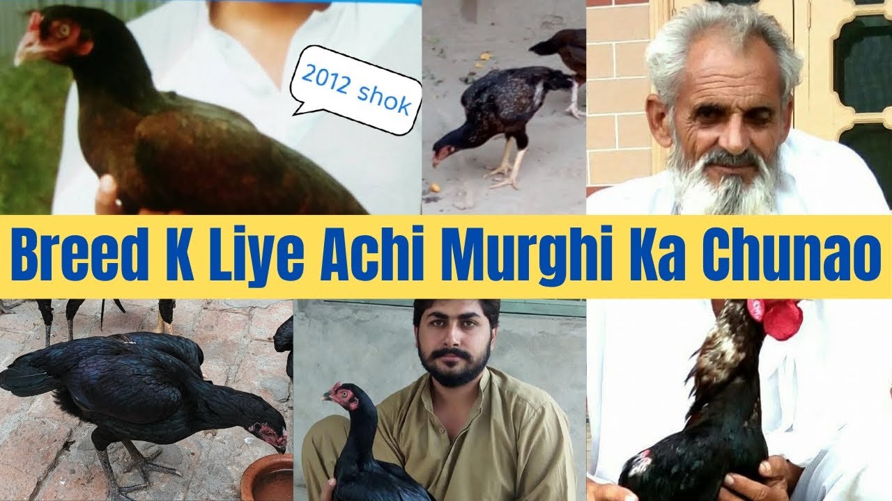 Achi Aseel Murghi ka Chunao #Aseel MurghBazi