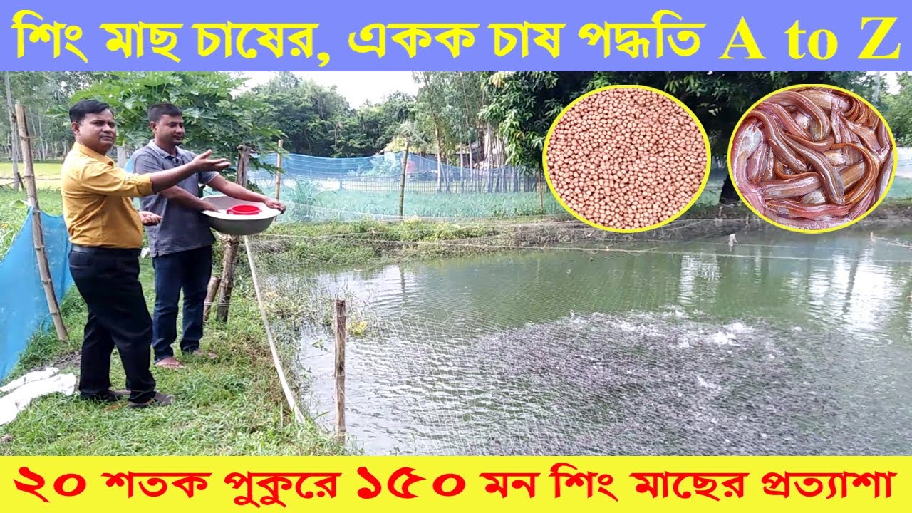 শিং মাছ চাষের, একক চাষ পদ্ধতি A to Z । ২০ শতক পুকুরে ১৫০ মন শিং মাছের প্রত্যাশা । Swadesh BD ।