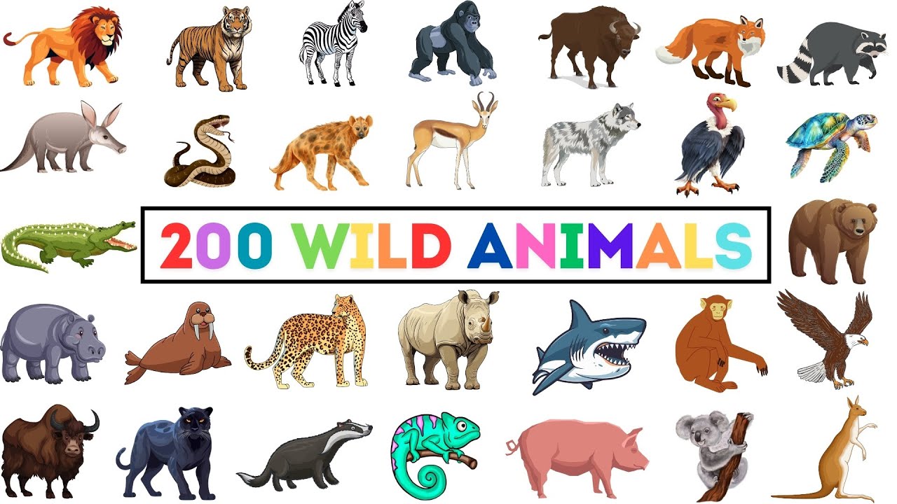200 Wild Animals | Learn Animals Name In English With Pictures | Animals Vocabulary In English