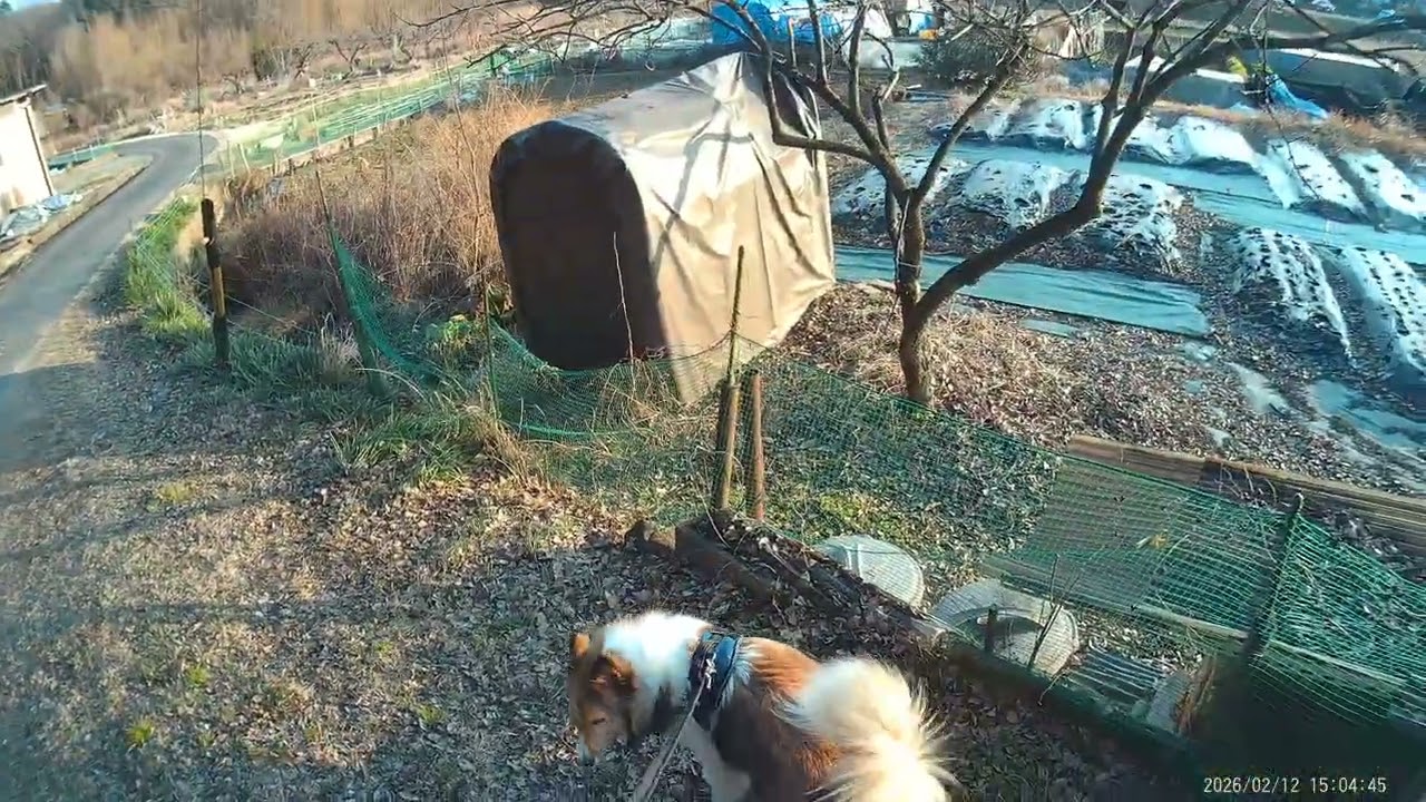 ショーンちゃん　元気に過ごしています