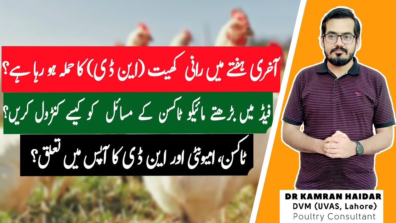 ND Outbreaks in Last Week of Poultry Farming | Increasing Mycotoxins, Poor Immunity & Its Solution