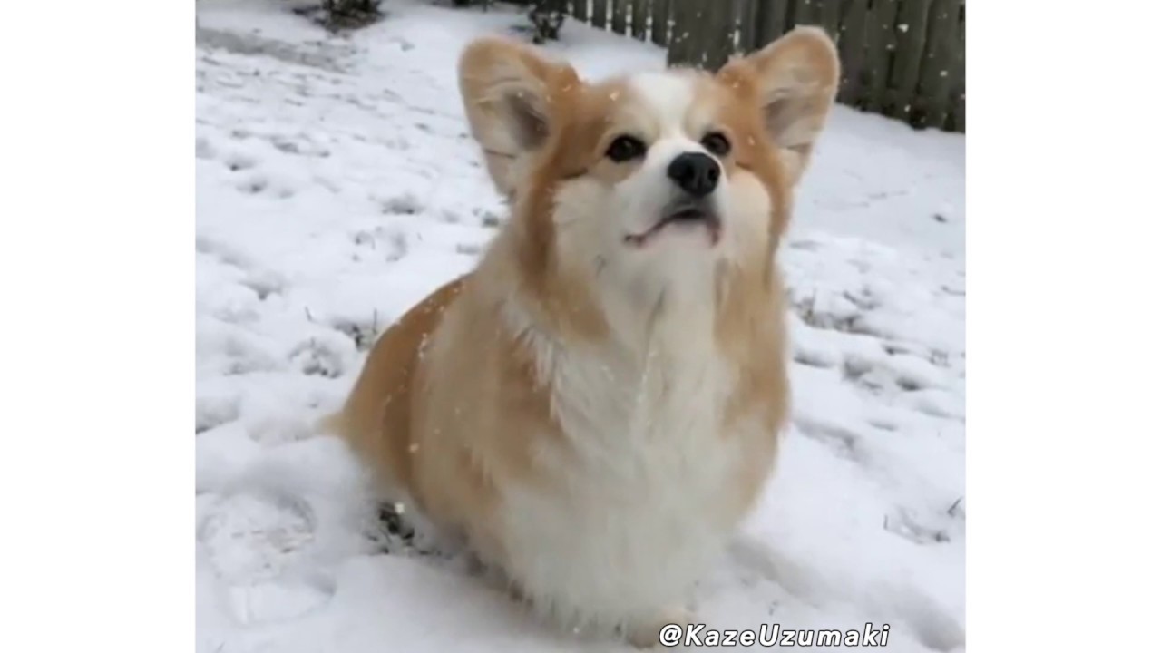 Was Tiere So Denken 117