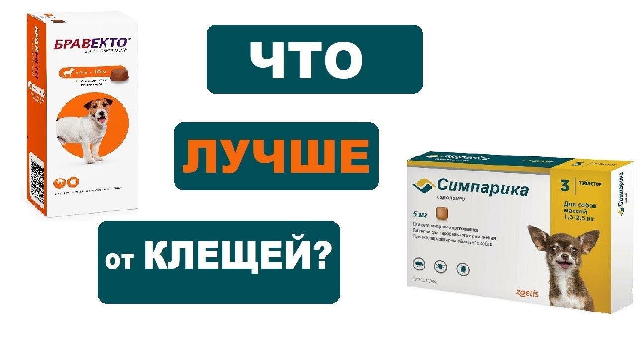 Бравекто или Симпарика | Что лучше от клещей? Совет ветеринара