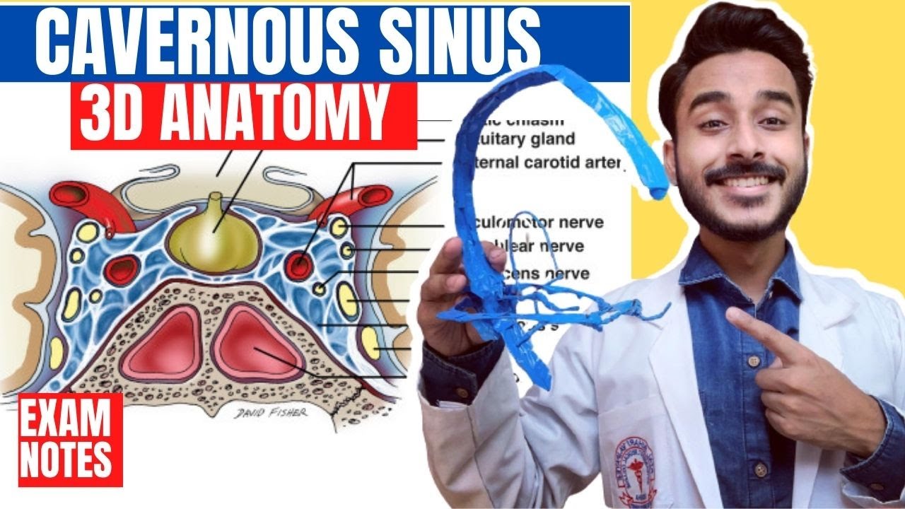 Cavernous Sinus Anatomy 3D | relations of cavernous sinus | tributaries of cavernous sinus anatomy
