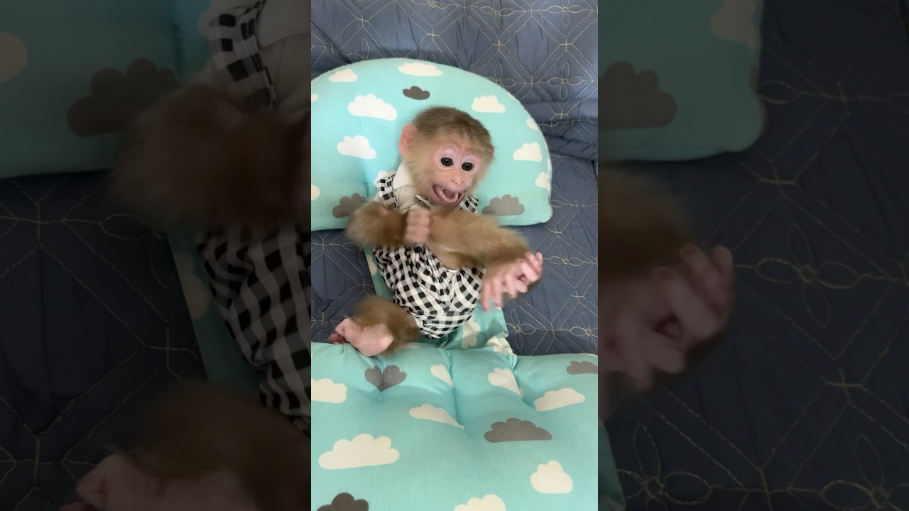 #animals #babymonkey #babymonkeydavid #cute #david #monkey #funny #baby #shorts